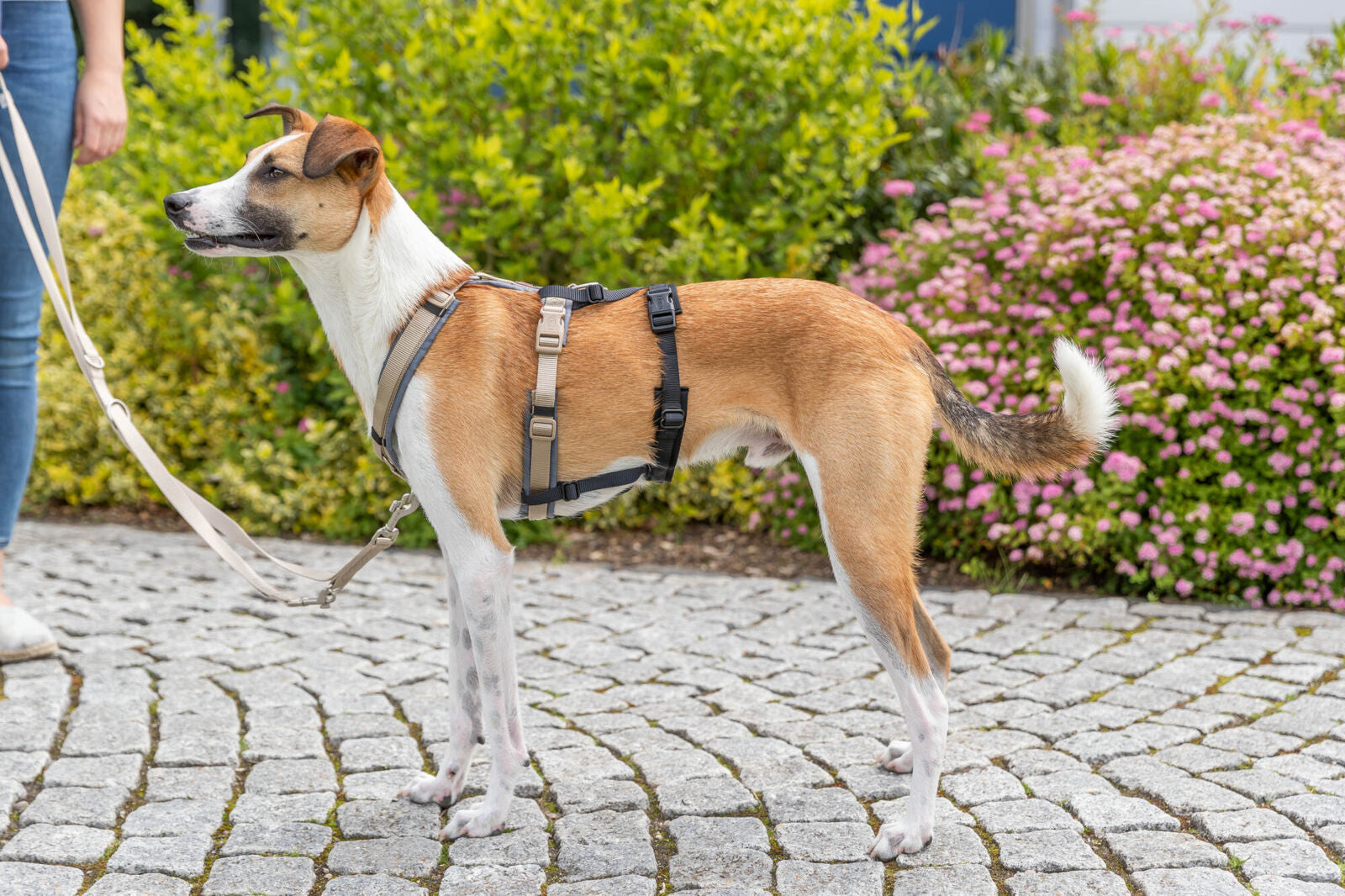 Ein Hund mit braun-weißem Fell trägt ein Geschirr und steht auf einem gepflasterten Weg, neben einer Person.