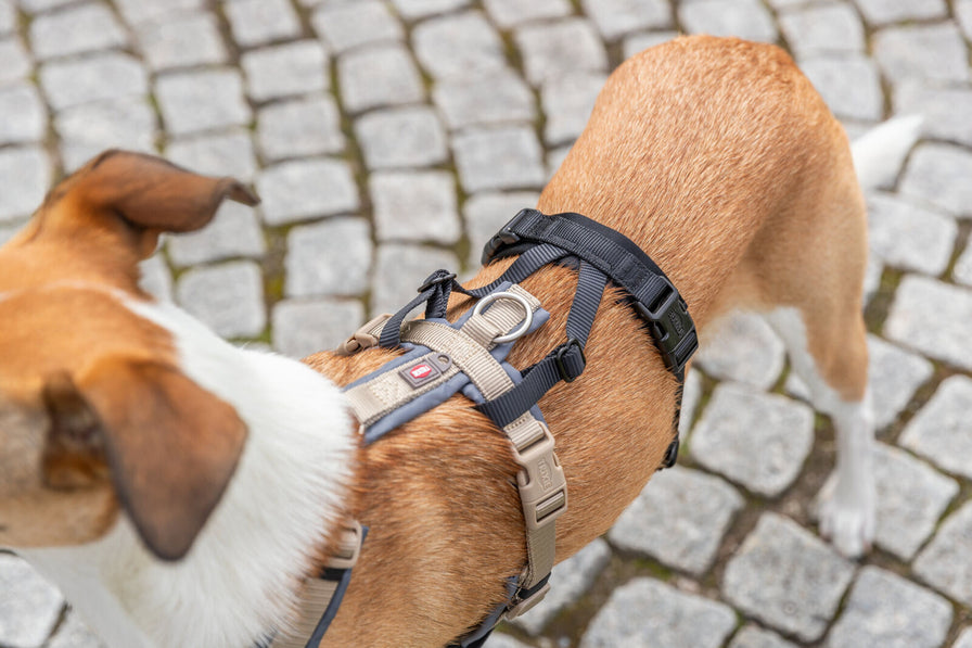 Hund mit braunem Fell trägt ein verstellbares Hunde-Geschirr auf gepflastertem Boden.