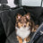 Hund liegt auf schwarzem Autositzschutz im Auto, Hinterbänke sind mit schwarzem Bezug geschützt.