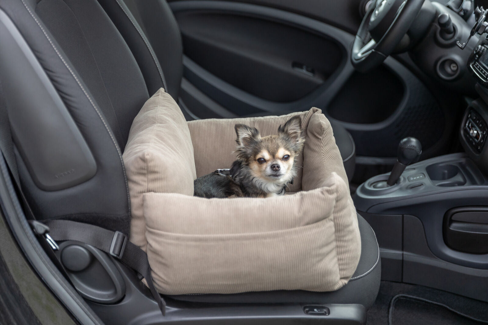 Ein kleiner Hund sitzt in einem beige gepolsterten Sitz auf dem Beifahrersitz eines Autos.