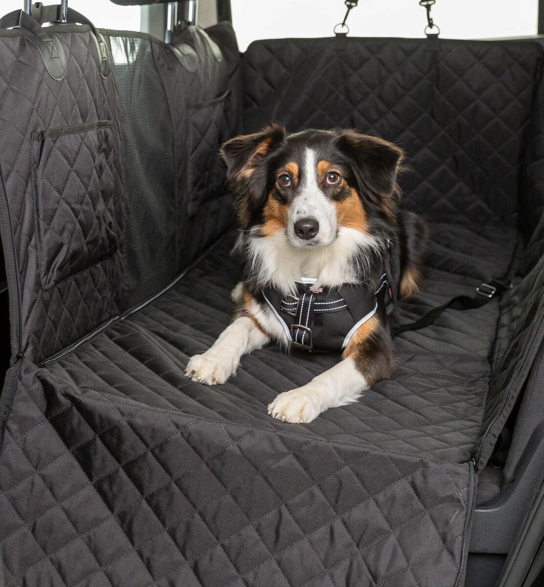 PHO_PRO_DOG_13232-5