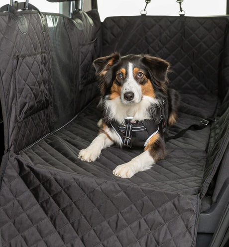 PHO_PRO_DOG_13232-5