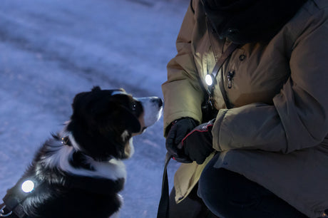 PHO_PRO_DOG_13450-4