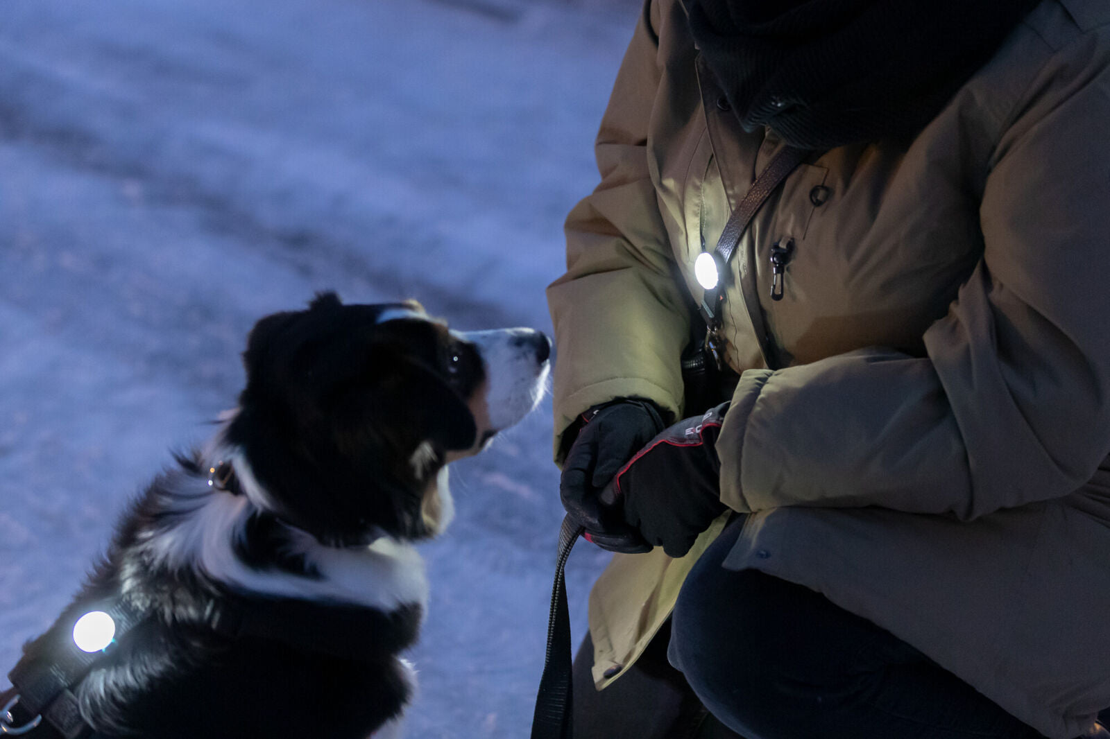 Person in brauner Jacke mit Leuchtschmuck hockt neben einem sitzenden Hund mit leuchtendem Geschirr.