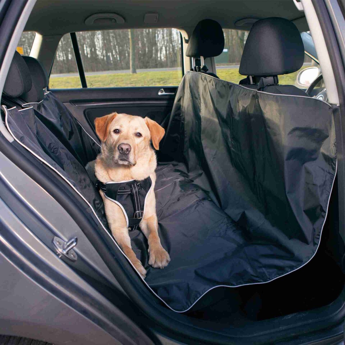 PHO_PRO_DOG_13472-1