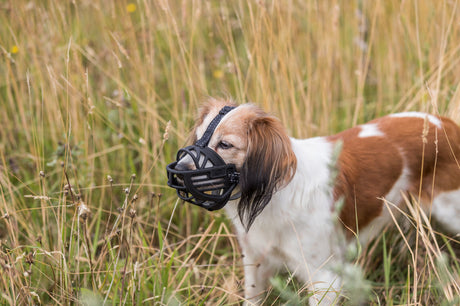 PHO_PRO_DOG_17611-17616-1