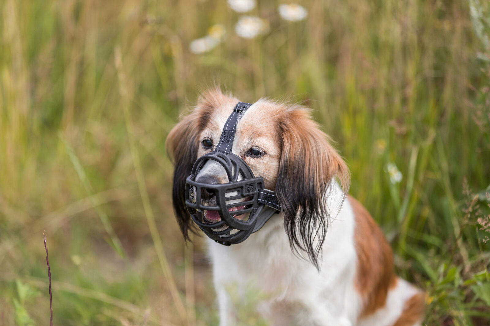 Hund mit braun-weißem Fell trägt schwarzen Maulkorb, sitzt im hohen Gras, Hintergrund unscharf mit Blumen.