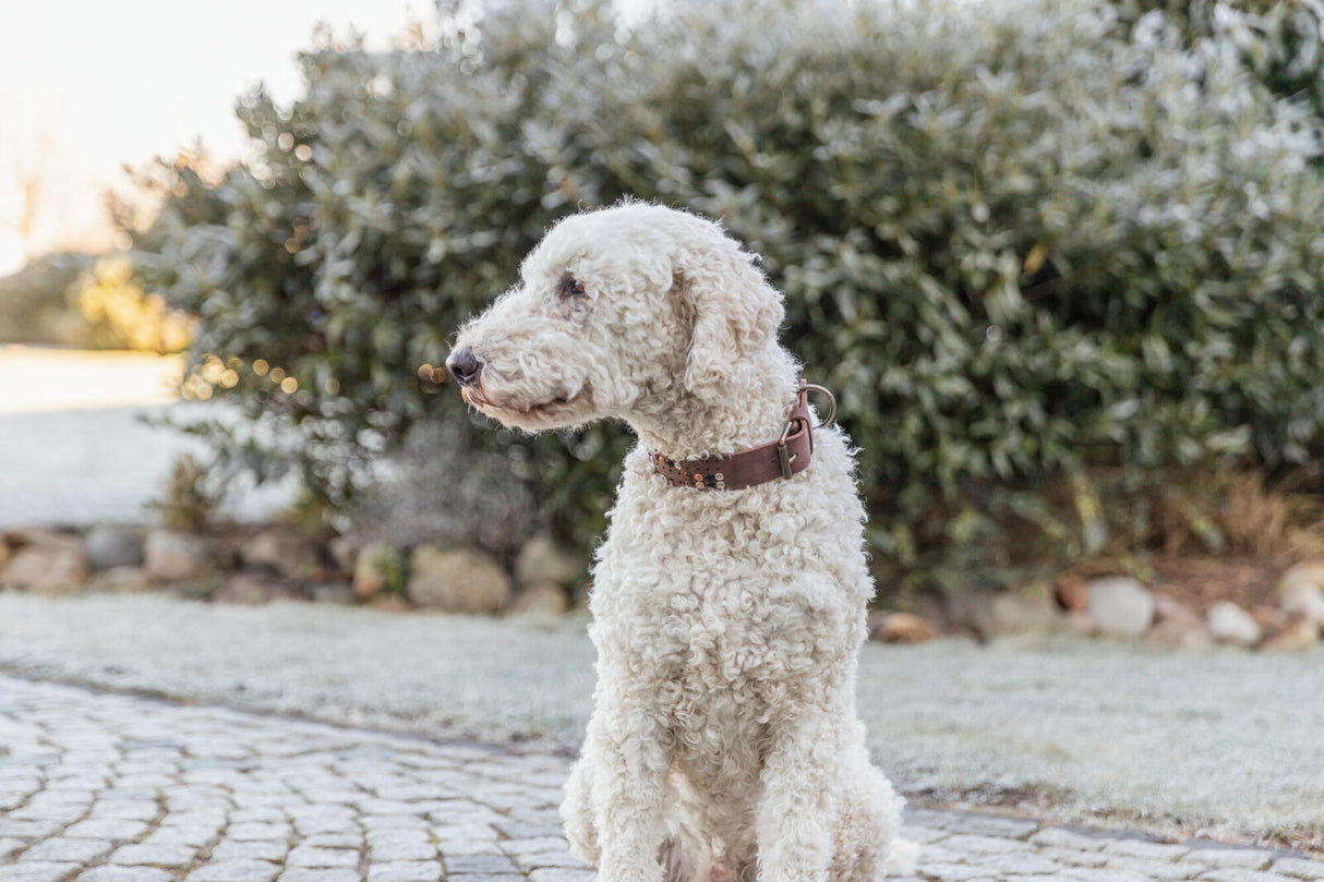 Ein weißer, gelockter Hund mit braunem Halsband sitzt auf einem Pflastersteinweg vor grünen Büschen.