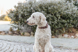 PHO_PRO_DOG_18973-18974-18975-18976-1