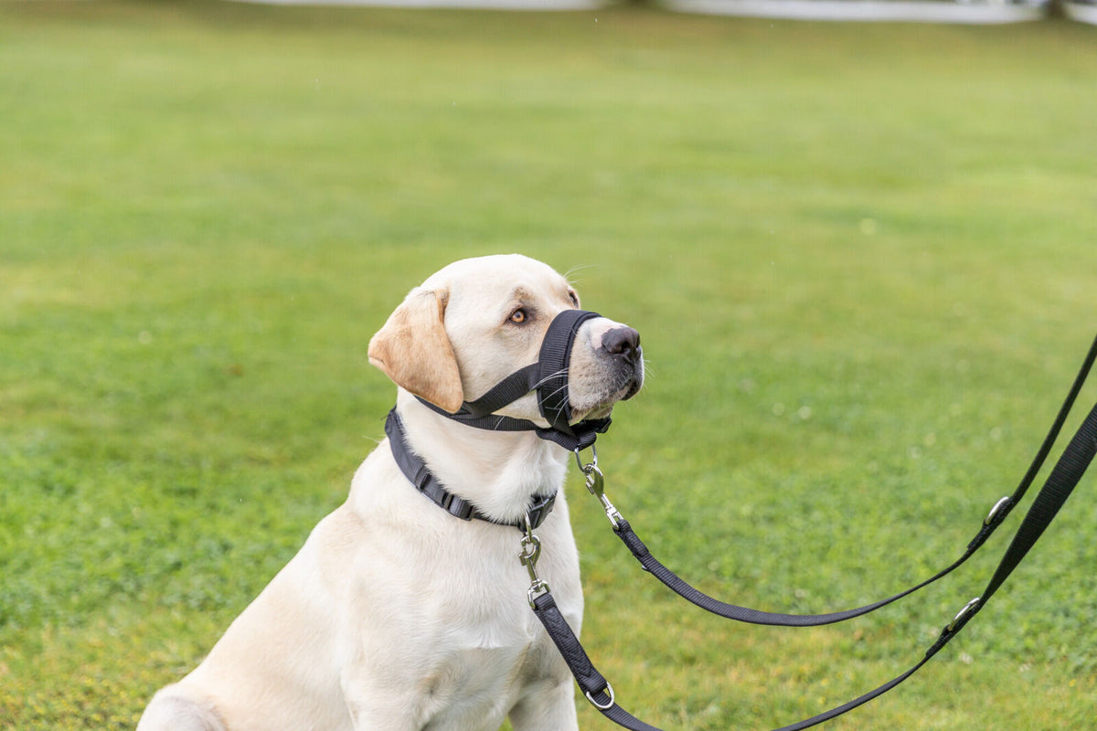 Ein Labrador mit sandfarbenem Fell trägt ein schwarzes Geschirr und Maulkorb, sitzt auf grünem Gras.