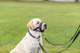 Ein Labrador mit sandfarbenem Fell trägt ein schwarzes Geschirr und Maulkorb, sitzt auf grünem Gras.