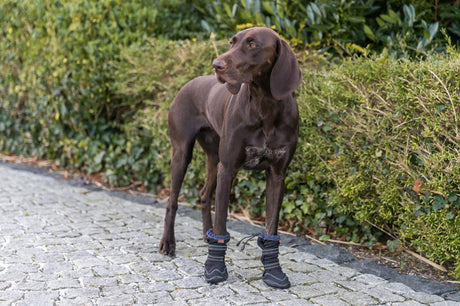 PHO_PRO_DOG_19416-1