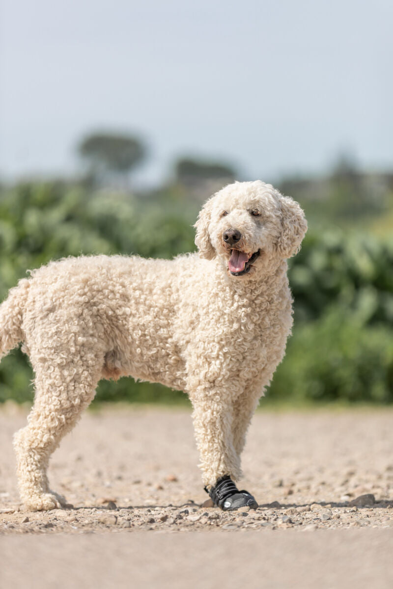 Ein flauschiger, cremefarbener Hund steht auf einem Weg im Freien und trägt einen schwarzen Hundeschuh.