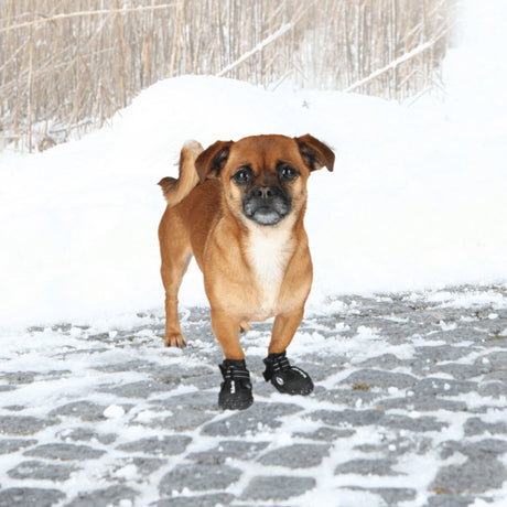 PHO_PRO_DOG_19460-1