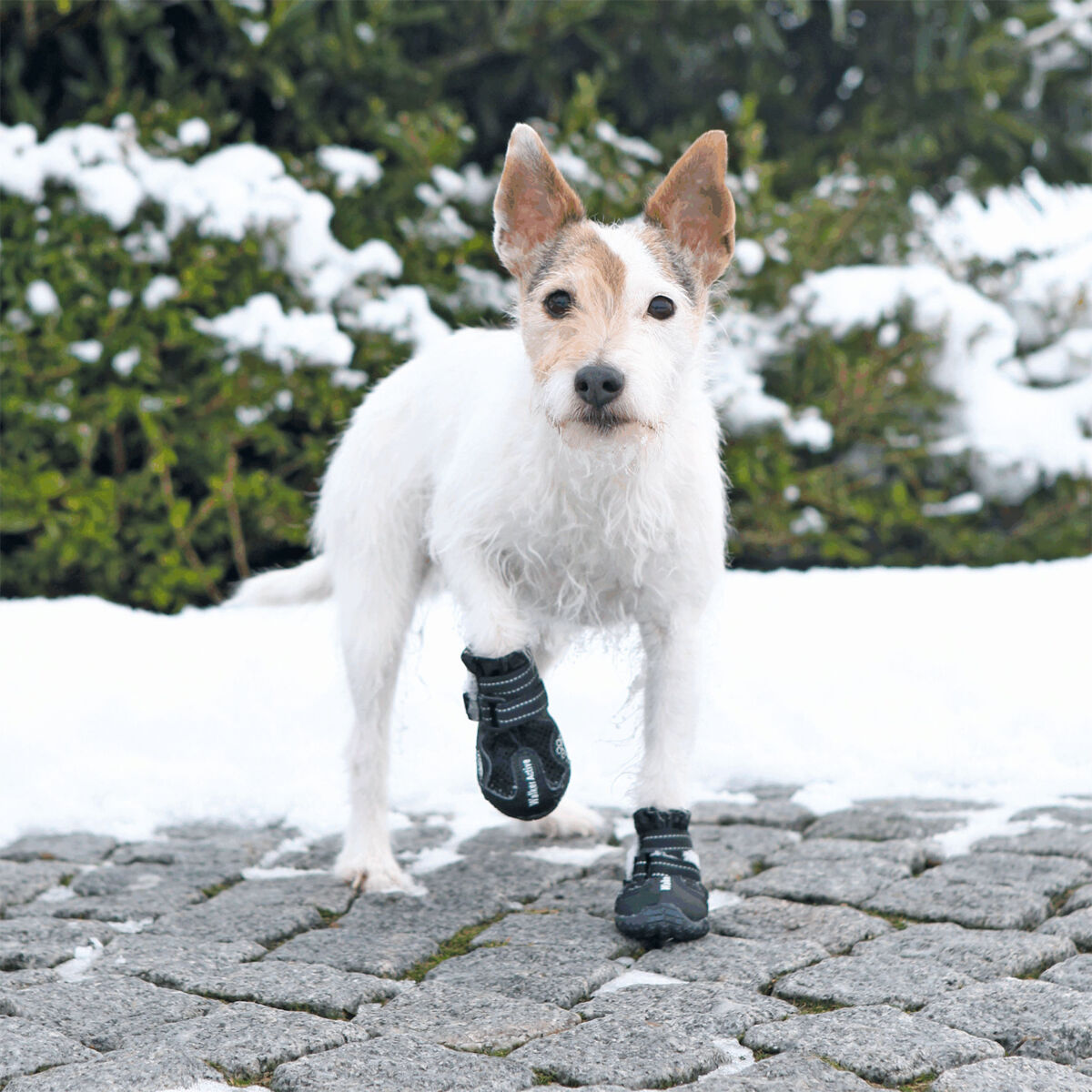 Ein kleiner, weißer Hund trägt schwarze Schuhe und läuft auf gepflastertem Weg im Schnee vor grünen Büschen.