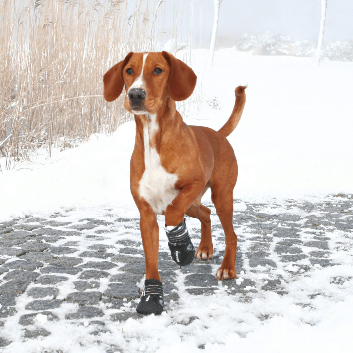 Hund mit braunem Fell und weißer Brust, trägt schwarze Schuhe, läuft auf verschneitem Pflasterweg, mit schneebedeckten Gräsern im Hintergrund.
