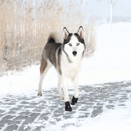 PHO_PRO_DOG_19465-19467-2