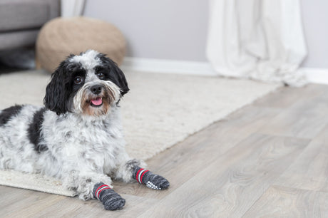 Ein schwarz-weißer Hund liegt auf einem Teppichboden und trägt graue Socken mit roten Streifen.