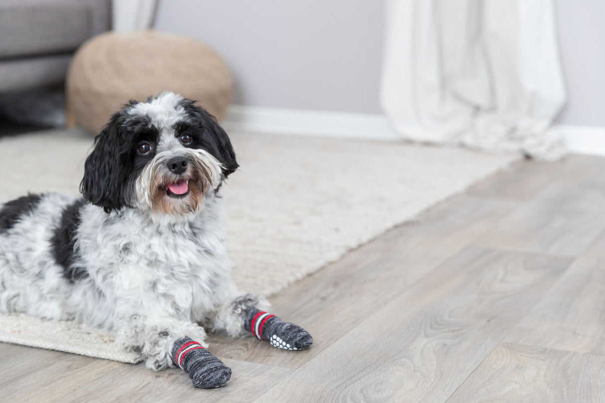 Ein schwarz-weißer Hund liegt auf einem Teppichboden und trägt graue Socken mit roten Streifen.