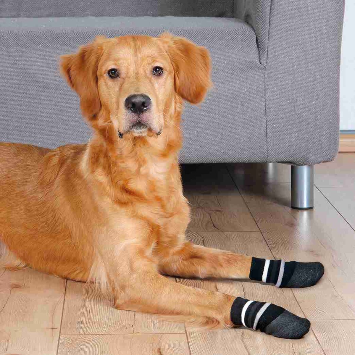 Ein sitzender Hund auf Holzboden trägt schwarz-weiß gestreifte Socken, graues Sofa im Hintergrund.