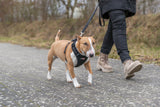 Hund an der Leine spaziert mit Person in Stiefeln auf einem gepflasterten Weg entlang einer Wiesenkante.