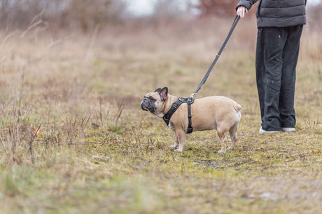Ein Hund an der Leine steht neben einer Person auf einem grasbewachsenen Feld bei leichtem Regen.