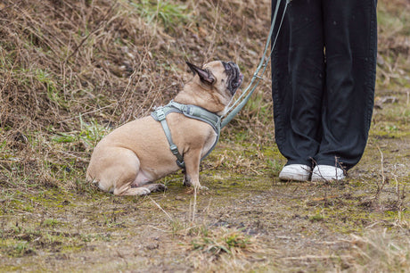 Ein kleiner Hund mit hellbraunem Fell und Geschirr blickt im Freien zu einer Person in schwarzer Kleidung auf.