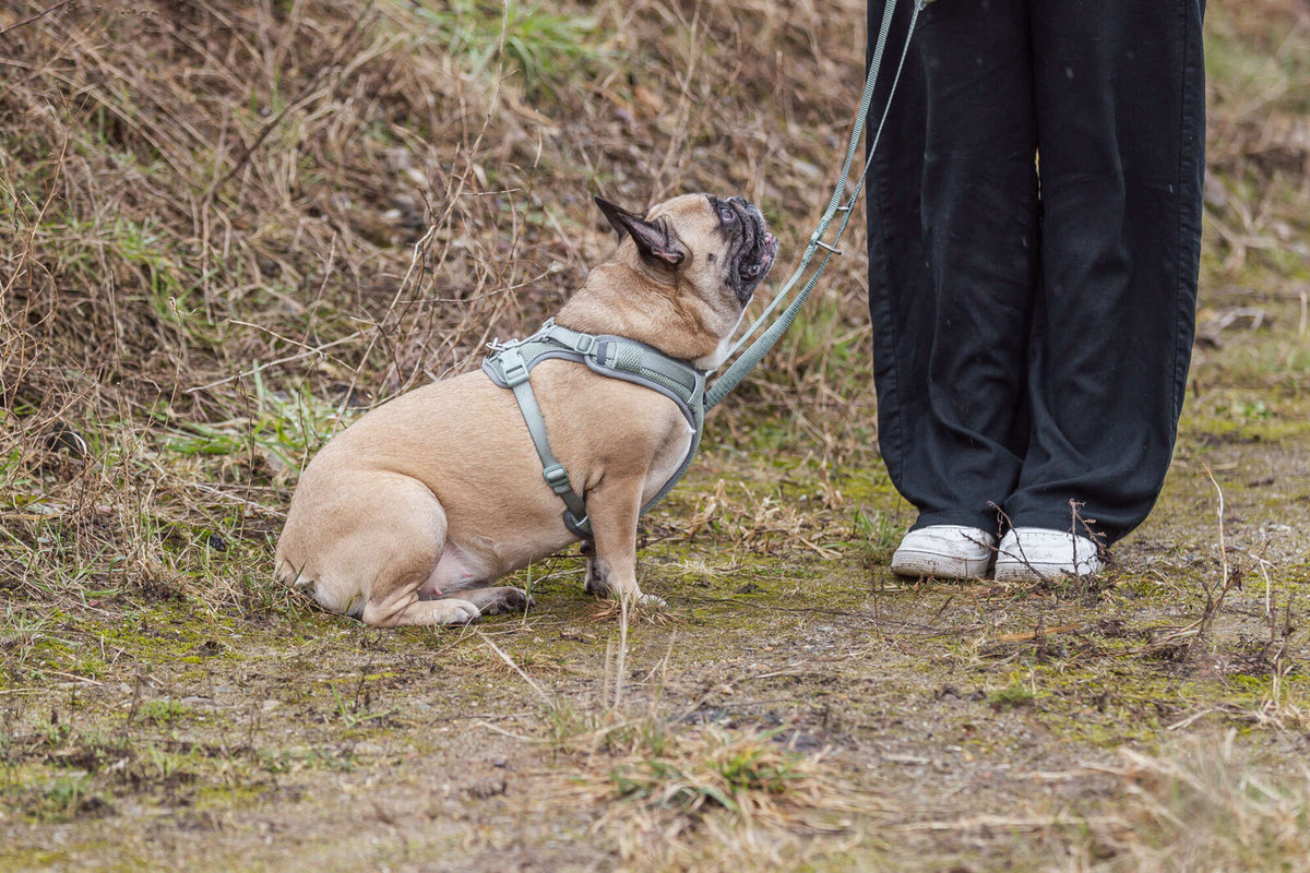 Ein kleiner Hund mit hellbraunem Fell und Geschirr blickt im Freien zu einer Person in schwarzer Kleidung auf.