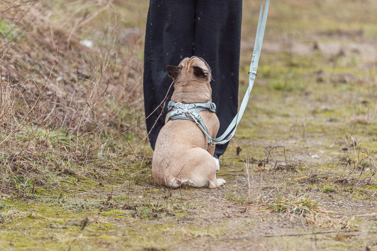Ein kleiner Hund mit Geschirr sitzt auf einem grasbewachsenen Weg und blickt zu einer stehenden Person.