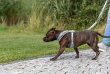 Premium FlexMesh Geschirr