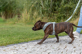 Hund mit Brustgeschirr an Leine läuft auf einem gepflasterten Weg neben Grünfläche.