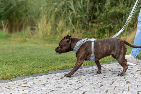 Hund mit Brustgeschirr an Leine läuft auf einem gepflasterten Weg neben Grünfläche.