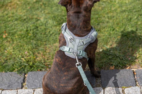 Hund mit grauem Geschirr und Leine sitzt auf einem Gehweg aus Pflastersteinen neben einer Wiese.