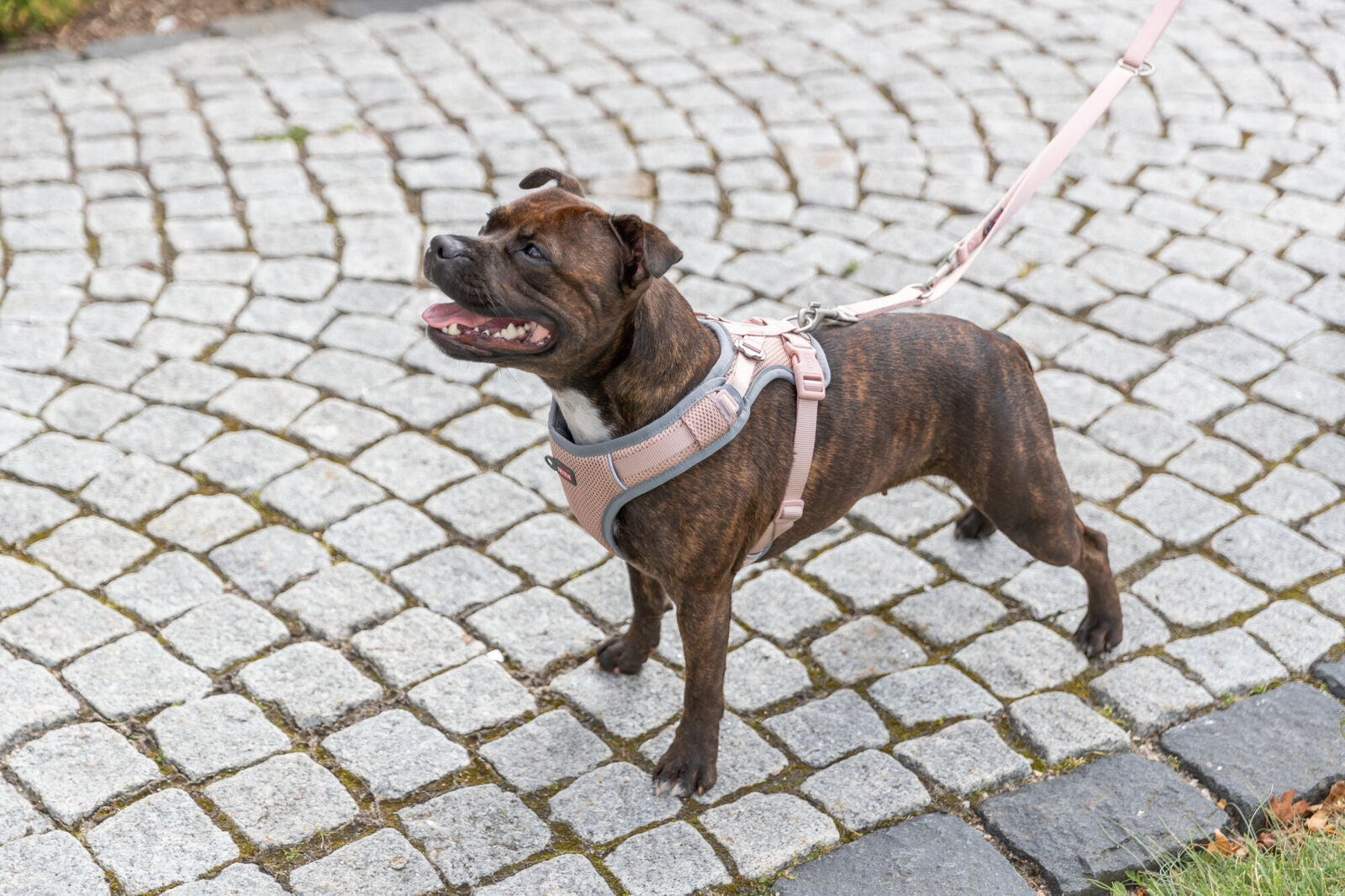 Ein bräunlicher Hund mit rosa Geschirr steht auf einem gepflasterten Weg an der Leine.