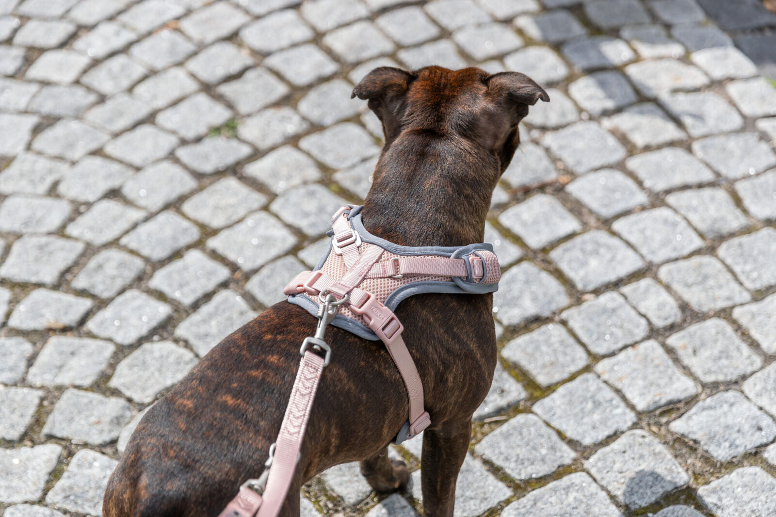 Premium FlexMesh Geschirr