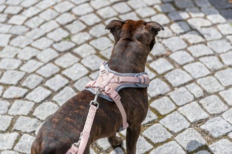 Hund mit rosa Geschirr steht auf einem gepflasterten Weg.