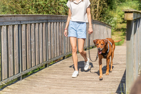 Frau spaziert mit braunem Hund an der Leine über eine hölzerne Brücke bei sonnigem Wetter.