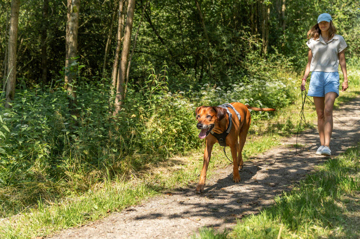 Eine Frau spaziert einen Weg entlang im Wald und führt einen großen Hund an der Leine.