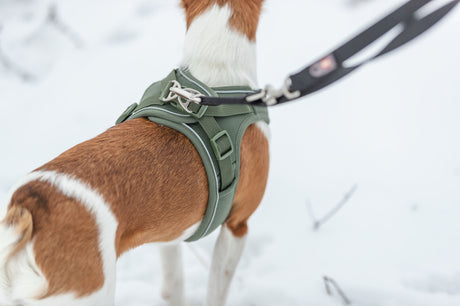 Hund mit grünem Geschirr steht im Schnee und ist an einer Leine befestigt.
