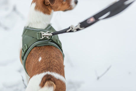 Ein kleiner Hund trägt ein grünes Geschirr und eine Leine im Schnee.