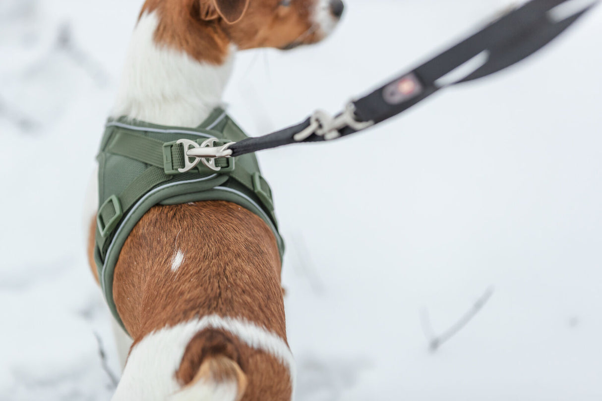 Ein kleiner Hund trägt ein grünes Geschirr und eine Leine im Schnee.