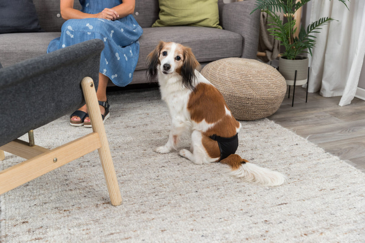 Ein braun-weißer Hund mit einer schwarzen Windel sitzt auf einem hellen Teppich, während eine Person auf einem grauen Sofa sitzt.