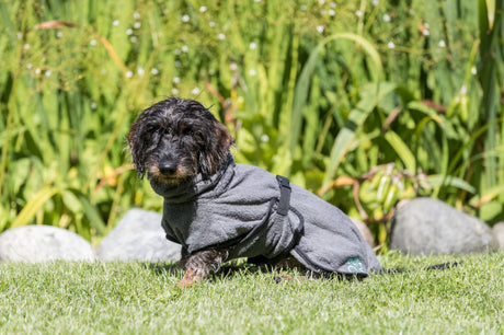 PHO_PRO_DOG_23571-2
