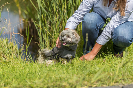 PHO_PRO_DOG_23571-4