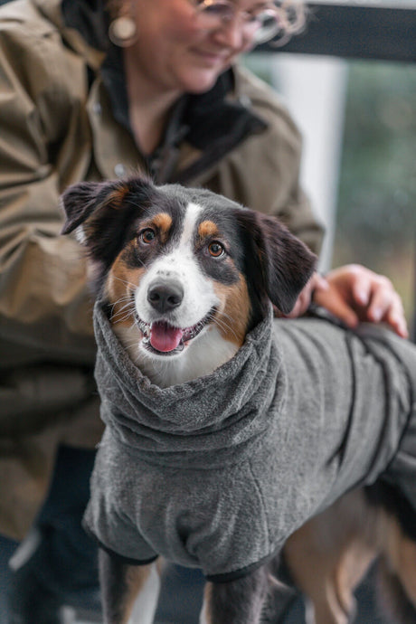 Ein Hund mit schwarzem, weißem und braunem Fell trägt einen grauen Hundemantel; eine Person steht im Hintergrund.