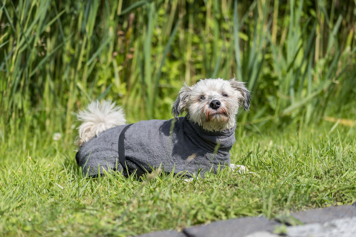 PHO_PRO_DOG_23572-1