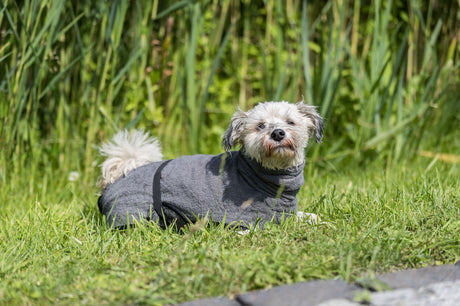 PHO_PRO_DOG_23572-1