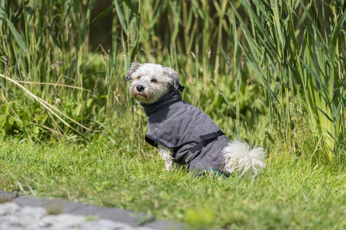PHO_PRO_DOG_23572-2