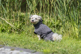 PHO_PRO_DOG_23572-2