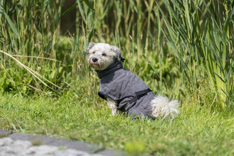 PHO_PRO_DOG_23572-2